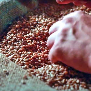 Technopast propose des moulins à meules de pierre et petites lignes de broyage polyvalentes, à partir de 50kg/h ou des lignes industrielles avec moulins à cylindres, à partir de 24T/jour.